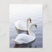 Zwei Schwäne schwimmen am ruhigen See Postkarte (Vorderseite)