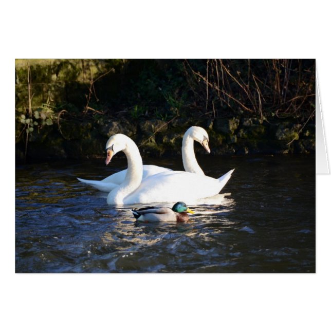 Zwei Schwäne und eine Ente (Vorderseite (Horizontal))