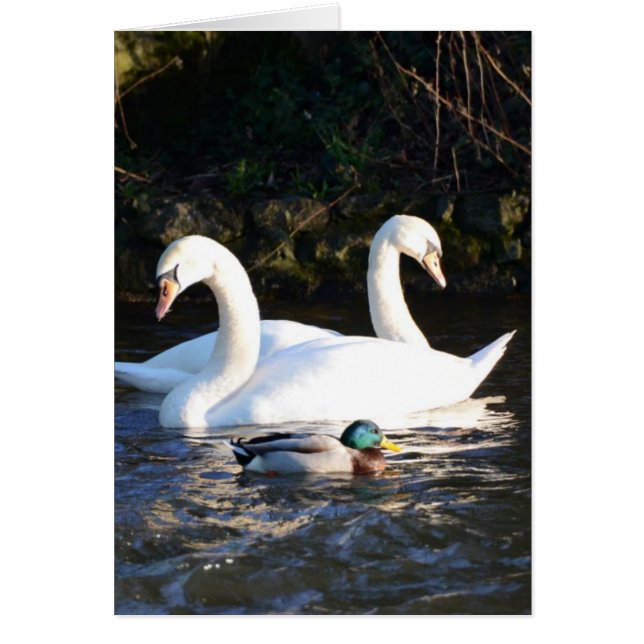 Zwei Schwäne und eine Ente (Vorne)