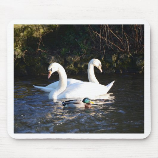 Zwei Schwäne und eine Ente Mousepad (Vorne)