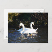 Zwei Schwäne und eine Ente Postkarte (Vorne/Hinten)