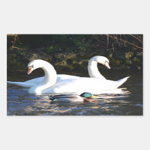 Zwei Schwäne und eine Ente