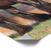 Zwei Schwarz-Weiß-Sinti und Roma-Vanners-Treffen Poster (Ecke)