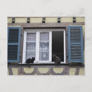 Zwei schwarze Katzen am Fenster Postkarte