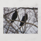 Zwei schwarze Krähen in einem Baum Postkarte (Vorderseite)