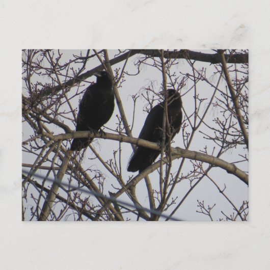 Zwei schwarze Krähen in einem Baum Postkarte (Vorderseite)