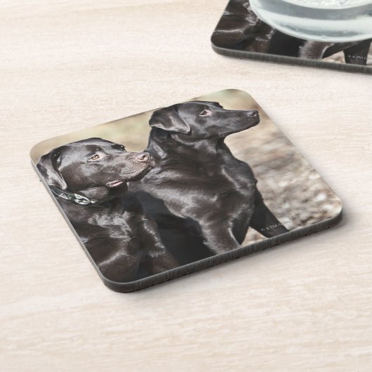 Zwei schwarze Labrador-Retriever Getränkeuntersetzer (Linke Seite)