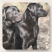 Zwei schwarze Labrador-Retriever Getränkeuntersetzer (Vorderseite)
