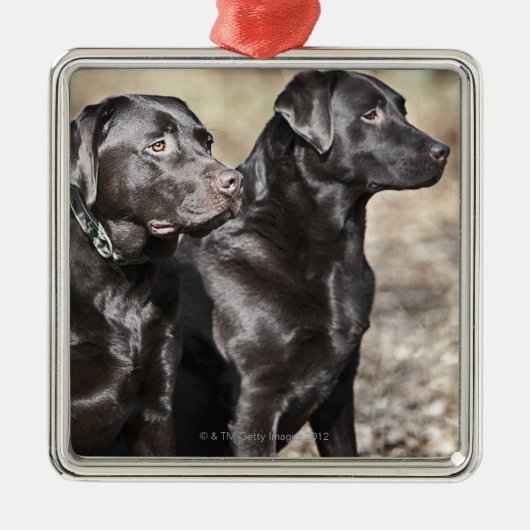 Zwei schwarze Labrador-Retriever Silbernes Ornament (Vorne)