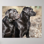 Zwei Schwarze Labrador Retrievers Poster (Vorne)