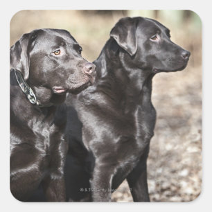 Zwei Schwarze Labrador Retrievers Quadratischer Aufkleber