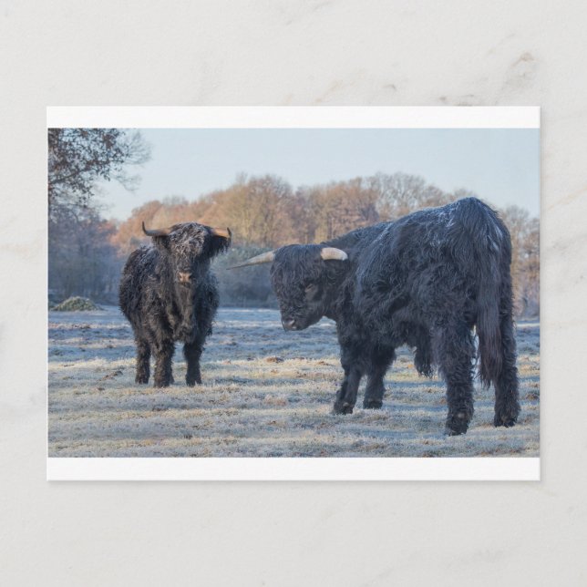 Zwei schwarze Schottenbewohner in gefrorener Wiese Postkarte (Vorderseite)
