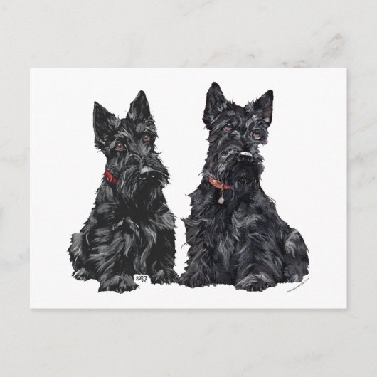Zwei schwarze schottische Terrier Postkarte (Vorderseite)