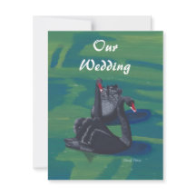 Zwei schwarze Schwäne beim Hochzeitsschwimmen