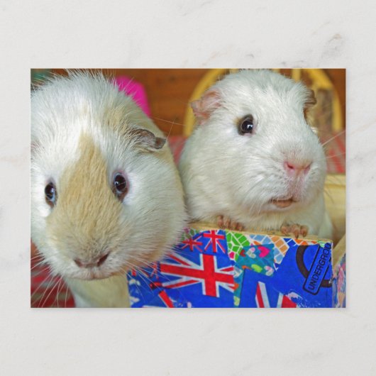 zwei Schweine mit weißer Guinea Postkarte (Vorderseite)