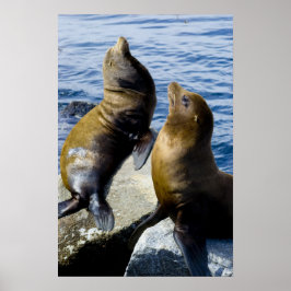 Zwei Sea Lions Sonnenbrille Poster