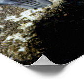 Zwei Sea Lions Sonnenbrille Poster (Ecke)