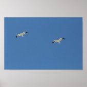 Zwei Seagull-Vögel fliegen Clear Blue Sky Poster (Vorne)