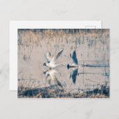 Zwei Seaugullen Postkarte (Vorne/Hinten)