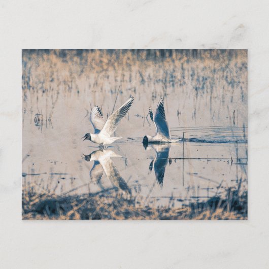 Zwei Seaugullen Postkarte (Vorderseite)