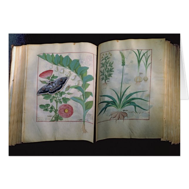 Zwei Seiten, die Rose und Knoblauch darstellen (Vorderseite (Horizontal))