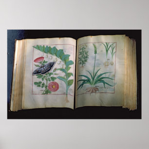 Zwei Seiten, die Rose und Knoblauch darstellen Poster