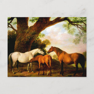 Zwei Shafto-Stuten und ein Fohlen von George Stubb Postkarte