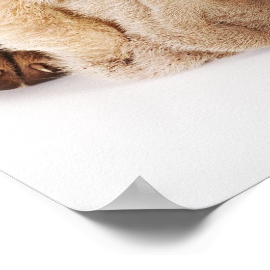 Zwei Shar Pei Welpen schlafen Poster (Ecke)