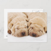 Zwei Shar Pei Welpen schlafen Postkarte (Vorne/Hinten)