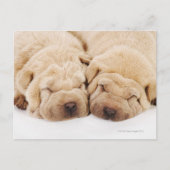 Zwei Shar Pei Welpen schlafen Postkarte (Vorderseite)