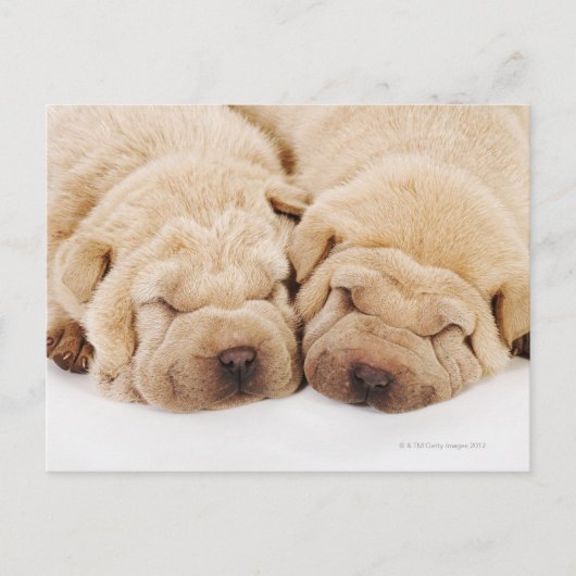 Zwei Shar Pei Welpen schlafen Postkarte (Vorderseite)