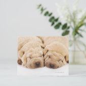 Zwei Shar Pei Welpen schlafen Postkarte (Stehend Vorderseite)