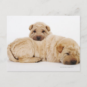 Zwei Shar Pei Welpen schlafend, Studio-Shot Postkarte