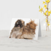 Zwei Shih-Tzus im Wind Karte (Gelbe Blume)