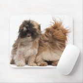 Zwei Shih-Tzus im Wind Mousepad (Mit Mouse)