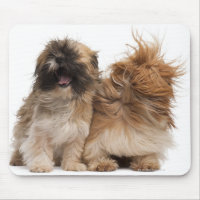 Zwei Shih-Tzus im Wind
