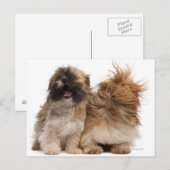 Zwei Shih-Tzus im Wind Postkarte (Vorne/Hinten)