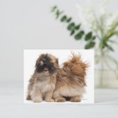 Zwei Shih-Tzus im Wind Postkarte (Stehend Vorderseite)