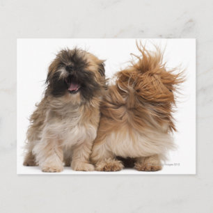 Zwei Shih-Tzus im Wind Postkarte