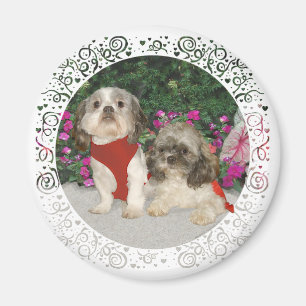 Zwei Shih Tzus in einem Garten Magnet