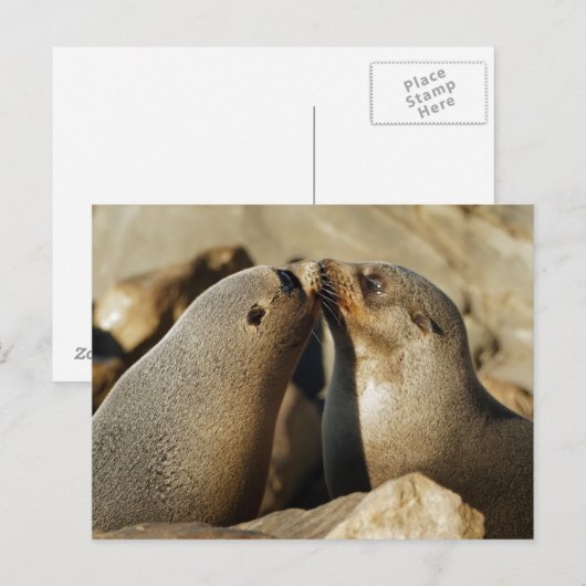 Zwei Siegel küssen Postkarte (Vorne/Hinten)