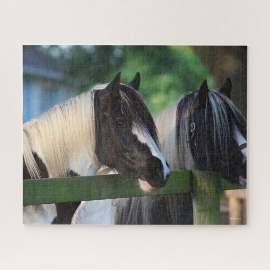 Zwei Sinti und Roma Vanner Pferde schauen über Zau Puzzle (Horizontal)