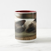 Zwei Sleepy Siamese Tasse (Zentrum)
