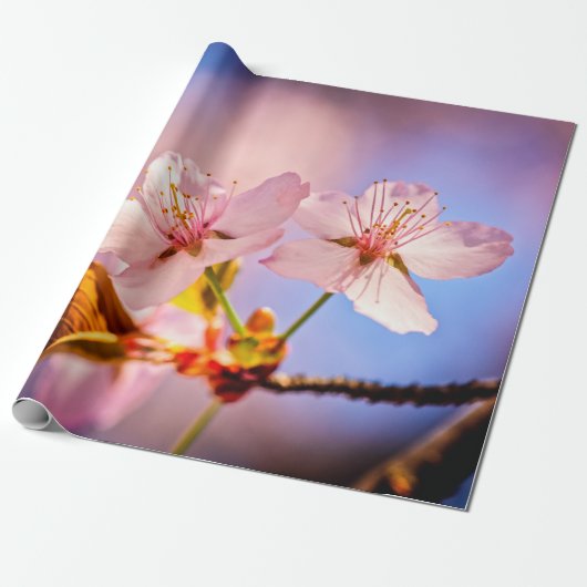 Zwei sonnenbeleuchtete Sakura-Blüten Geschenkpapier (Ungerollt)