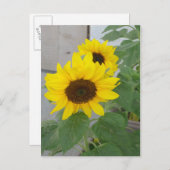 Zwei Sonnenblumen auf der Postkarte (Vorne/Hinten)