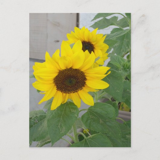 Zwei Sonnenblumen auf der Postkarte (Vorderseite)