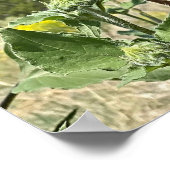 Zwei Sonnenblumen blauer Himmel Poster (Ecke)