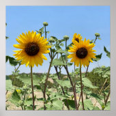 Zwei Sonnenblumen blauer Himmel Poster (Vorne)