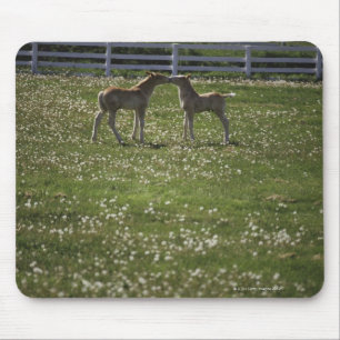 Zwei Spalten im Feld Mousepad
