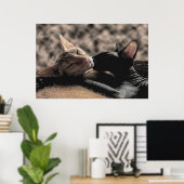 Zwei Sphynx Cats Küssen - Liebe Poster (Heimbüro)